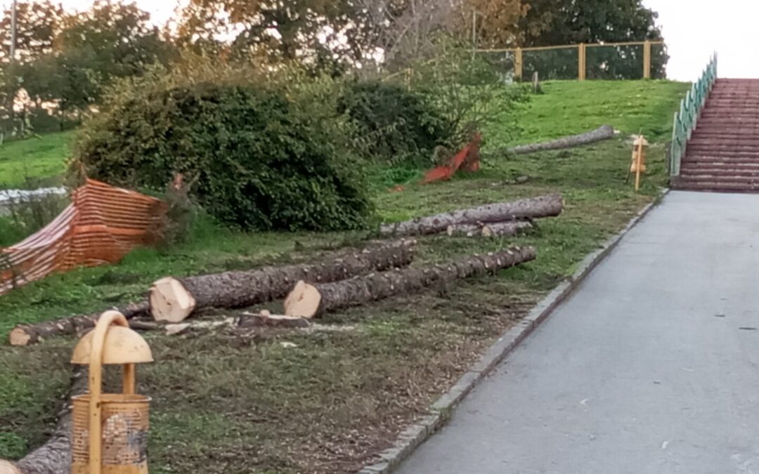 Uklanjanje dotrajalih borova